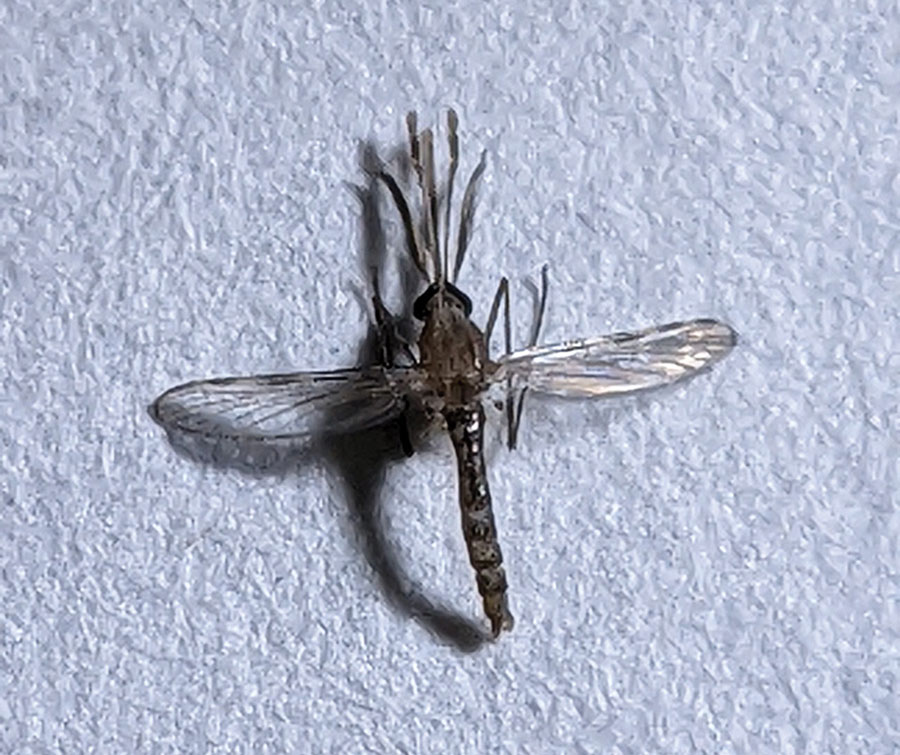 Anopheles culicifacies mosquito. Photograph courtesy Gaurav Kumar.