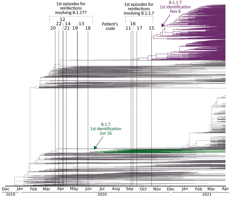 Global dating of the first emergence of severe acute respiratory syndrome coronavirus 2 variants identified in reinfections, Madrid, Spain, March 2020–March 2021, with available sequences only for the second specimen (patients 11–22). The phylogeny includes the 3,339 genomes from Nextstrain (https://nextstrain.org), extracted from the Europe-focused subsampling, through April 2021. Dates of the first episodes of cases are indicated with vertical lines. Dates for global emergence for the variants involved in their second episodes (B.1.1.7 and B.1.177) are indicated with an arrow and correspond to their first descriptions in Spain (as documented in GISAID, https://www.gisaid.org): for B.1.177, June 16, 2020 (hCoV-19/Spain/IB-IBV-99010764/2020, accession no. EPI_ISL_691664) and for B.1.1.7, November 8, 2020 (hCoV-19/Spain/VC-IBV-98012610/2020, accession no. EPI_ISL_1060510). Only reinfection cases finally validated by short tandem repeat host analysis are included.