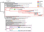 Maximum-likelihood phylogenetic tree of 161 Vibrio cholerae O139 (sequence type 69) isolates from Zhejiang Province, China, 1994–2018, and isolates from outside of China. The tree was rooted using the seventh pandemic O1 strain N16961 as an outgroup. Lineage 1 (L1) and lineage 2 (L2) are demarcated with red dashed lines and pink dashed-line boxes. The 3 clusters (C1, C2, and C3) are collapsed to reduce figure size (Appendix 2 Figure 2). Key branches are marked with a branch number followed in brackets by the number of single nucleotide polymorphisms that supported the branch. The colored solid squares at the end of isolate names indicate the location of isolation of the isolates. GenBank accession numbers were used as isolate names for O139 isolates not from Zhejiang Province. SH, Shanghai; ZJ, Zhejiang.