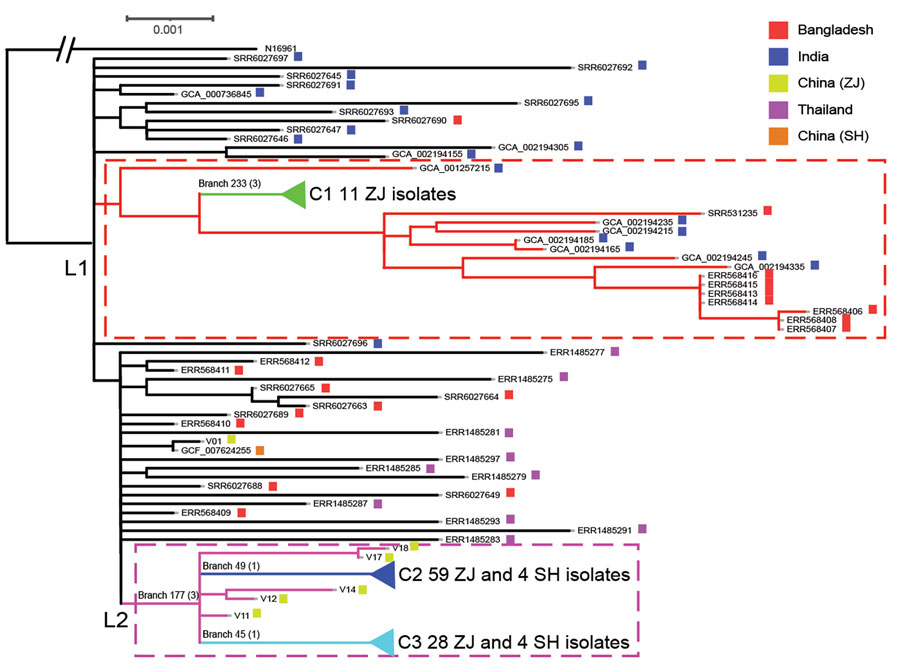 Maximum-likelihood phylogenetic tree of 161 Vibrio cholerae O139 (sequence type 69) isolates from Zhejiang Province, China, 1994–2018, and isolates from outside of China. The tree was rooted using the seventh pandemic O1 strain N16961 as an outgroup. Lineage 1 (L1) and lineage 2 (L2) are demarcated with red dashed lines and pink dashed-line boxes. The 3 clusters (C1, C2, and C3) are collapsed to reduce figure size (Appendix 2 Figure 2). Key branches are marked with a branch number followed in brackets by the number of single nucleotide polymorphisms that supported the branch. The colored solid squares at the end of isolate names indicate the location of isolation of the isolates. GenBank accession numbers were used as isolate names for O139 isolates not from Zhejiang Province. SH, Shanghai; ZJ, Zhejiang.