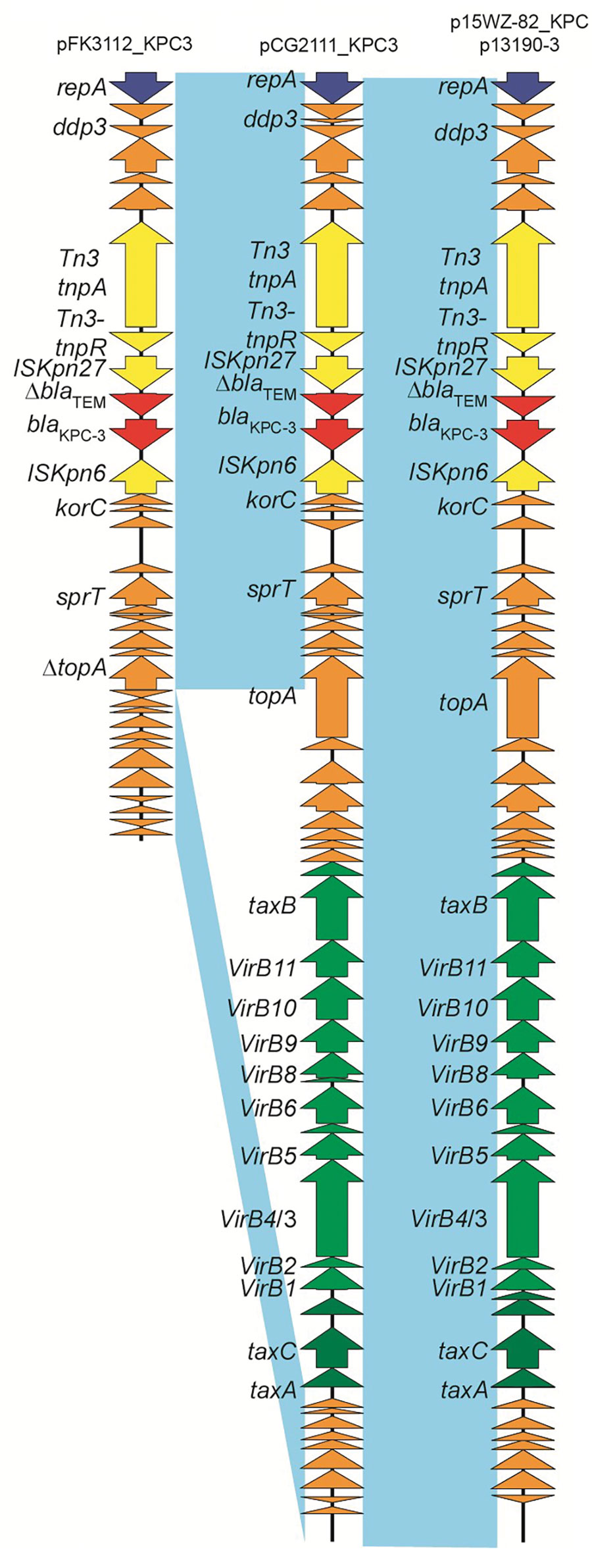 Comparative analysis of the blaKPC-3–harboring plasmid pCG2111_KPC3 (GenBank accession no. CP081510), pFK3112_KPC3 (GenBank accession no. CP081509), p15WZ-82-KPC, and Klebsiella pneumoniae p13190 in isolates from an outbreak of KPC 3–producing Enterobacterales infection at a tertiary hospital in Ningbo, Zhejiang Province, China, August 1, 2020–June 30, 2021. Open reading frames are portrayed by arrows and are depicted in different colors on the basis of their predicted gene functions. Red arrows indicate resistance genes, and green arrows indicate genes associated with the type IV secretion system. Orange arrows represent the backbone genes of the plasmid, and yellow arrows denote the mobile elements. Light blue shading denotes shared regions of homology among different plasmids. KPC, K. pneumoniae carbapenemase.