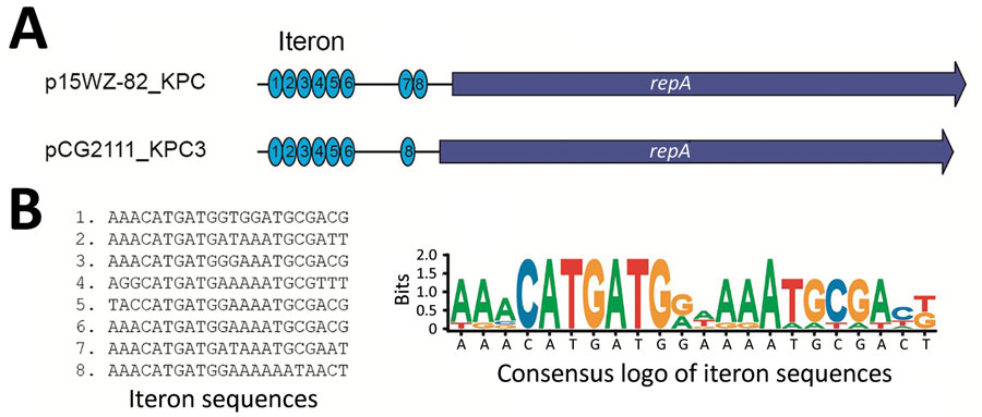 The iteron difference between pCG2111-KPC-3 and p15WZ-82_KPC. A) p15WZ-82_KPC IncX8 plasmids have eight 22-bp iteron copies located upstream from the replication gene, whereas pCG2111-KPC-3 only has 7 copies of iteron and the seventh iteron (in comparison to p15WZ-82_KPC) was deleted. B) The sequences of the 8 iterons are listed and a SeqLog (https://pypi.org/project/seqlog) presentation of the conserved motif is shown. KPC, K. pneumoniae carbapenemase.