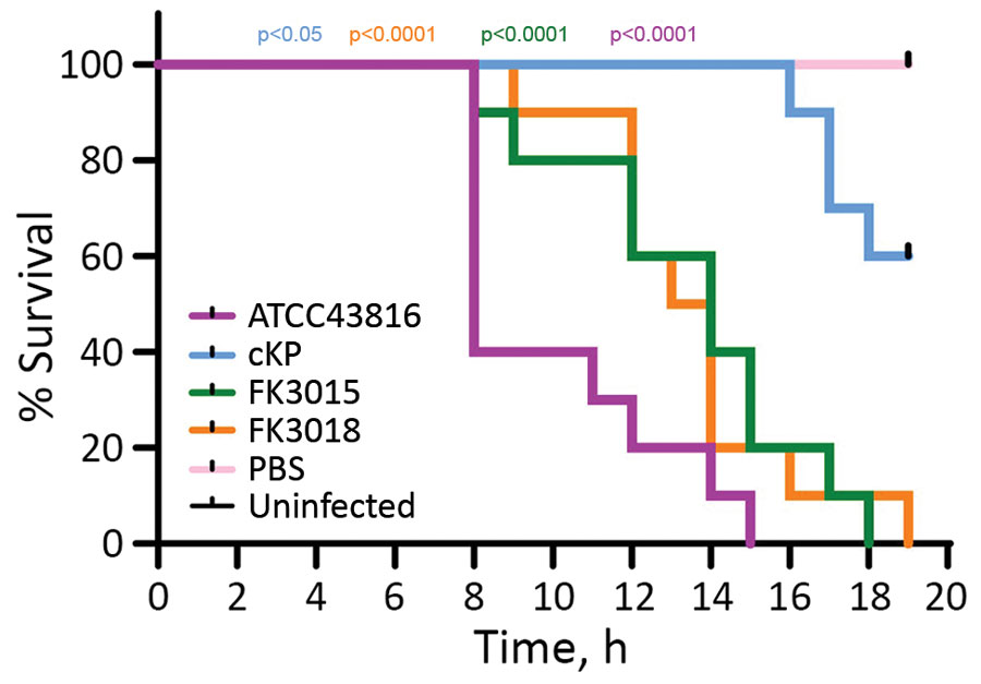 Survival of Galleria mellonella larvae infected with Klebsiella pneumoniae strains isolated from patients at a tertiary hospital in Ningbo, Zhejiang Province, China, August 1, 2020–June 30, 2021. A hypervirulent K. pneumoniae K2 strain ATCC 43816 was used as the positive control. A phosphate-buffered saline–injected and a pricking larval group (empty needle injection, uninfected) served as negative control groups. Data are pooled from >3 independent experiments with 10 larvae per group per run. The representative results are displayed. cKP, classical K. pneumoniae; PBS, phosphate-buffered saline. 