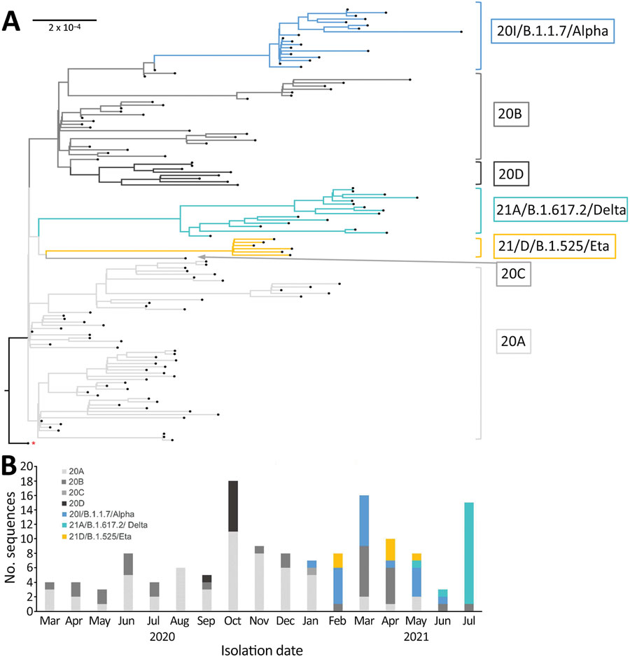 Phylogenetic and temporal descriptions of severe acute respiratory syndrome coronavirus 2 (SARS-CoV-2) sequences from Institut Pasteur de Guinée from samples collected in Guinea during March 12, 2020–July 16, 2021. A) Maximum-likelihood phylogenetic tree of 136 SARS-CoV-2 genomic sequences. The tree was constructed with IQ-tree software by using multiple-genome sequence alignment and Wuhan-Hu-1 strain (GenBank accession no. NC 045512) as outgroup reference sequence, indicated by the red asterisk. Branches and the sequence names are colored according to Nextclade assigned clades: 20A, light gray; 20B, medium gray; 20C, dark gray; 20D, black; 20I/B.1.1.7/Alpha, blue; 21A/B.1.617.2/Delta, azure; 21D/B.1.525/Eta, yellow. Each sequence is highlighted by a black tip. Scale bar indicates the distance corresponding to substitution per site. B) Chronologic distribution of SARS-CoV-2 genomic variants over 17 months in Guinea. The 136 selected sequences are assigned by Nextclade and classified according to sampling date from March 31, 2020, to July 16, 2021. Clades are colored as in panel A.