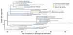 Whole-genome phylogenetic analysis from of an outbreak of SARS-CoV-2 infection among Malayan tigers and humans at a zoo, Tennessee, USA, October 2020. The tree shows a close-up view of clade 20G divergence estimates from the SARS-CoV-2 Wuhan-Hu-1 reference genome and sequences from humans living in Tennessee and Malayan tigers sampled during the outbreak investigation. Sequence analysis showed 3–6 SNP differences between 1 human tiger keeper and all 3 tiger sequences (GISAID accession nos. EPI_ISL_292844–6). Differences are indicated by 1-step edges (lines) between colored dots (individual SARS-CoV-2 sequenced infections). Numbers indicate unique sequences. Phylogenetic relationships were inferred through approximate maximum-likelihood analyses implemented in TreeTime (13) by using the NextStrain pipeline (14). All high-quality genome sequences from Tennessee were downloaded from the GISAID (https://www.gisaid.org) database on March 16, 2021. Pangolin lineages for investigation sequences were assigned on March 16, 2021. Not all analyzed sequences are shown in this figure because some were outside clade 20G. CDC, Centers for Disease Control and Prevention; SARS-CoV-2, severe acute respiratory syndrome coronavirus 2; SNP, single-nucleotide polymorphism.