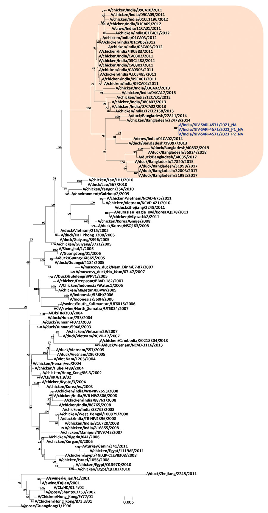Neuraminidase gene phylogenetic tree constructed using the neighbor-joining method as implemented in MEGA 7 (https://www.megasoftware.net). Blue text indicates the study strains (clinical and isolate); shaded area represents the Bangladesh and India strains in clade 2.3.2.1a. Gs/Guangdong/1/96 was used as the outgroup sequence. Scale bar indicates number of nucleotide substitutions per site.