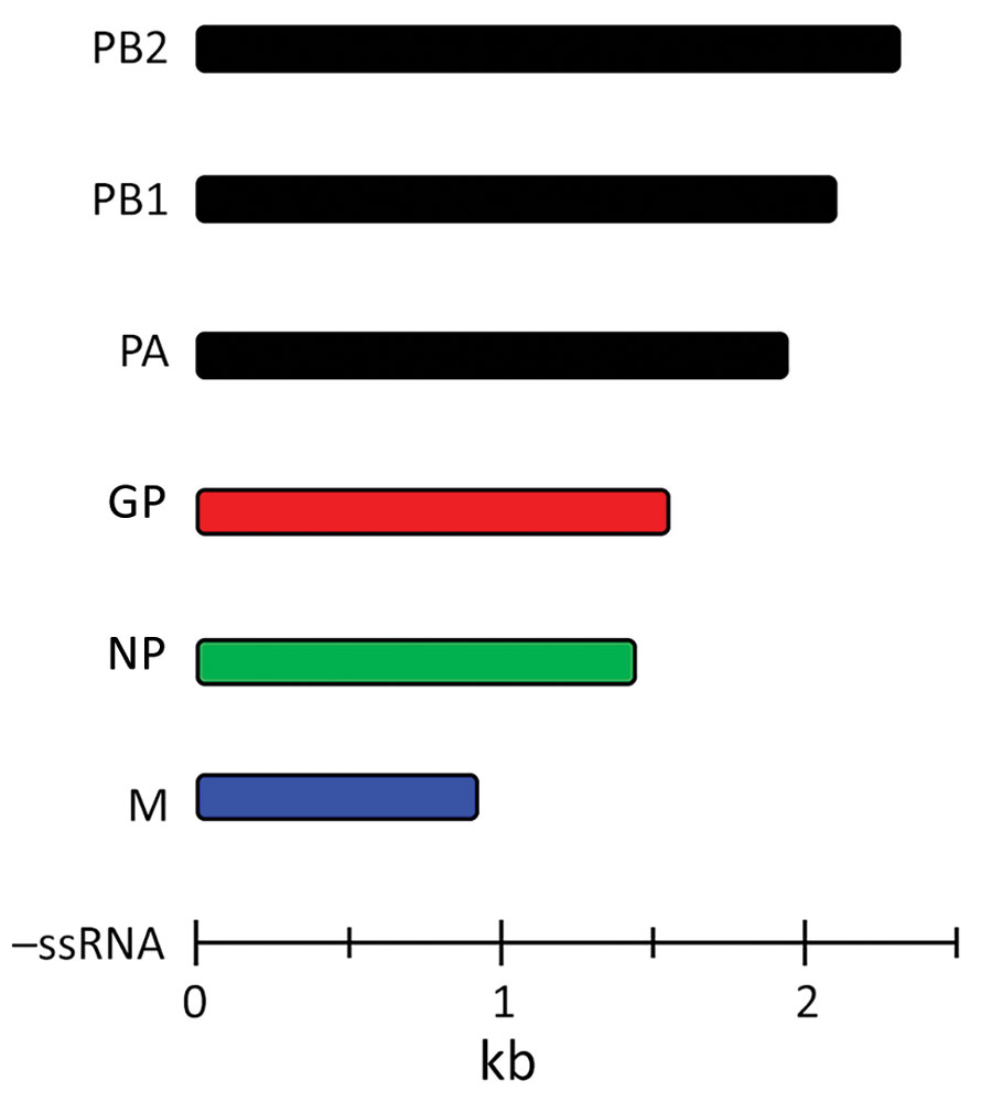 Gene segments of Bourbon virus. Bourbon virus genome comprises segmented, ≈10–11-kb, single-stranded negative-sense RNA. Specific proteins are encoded by 6 gene segments. GP, glycoprotein; M, matrix protein; NP, nucleoprotein; PA, polymerase acidic protein, PB1, polymerase basic protein 1; PB2, polymerase basic protein 2; –ssRNA, negative single-strand RNA. 