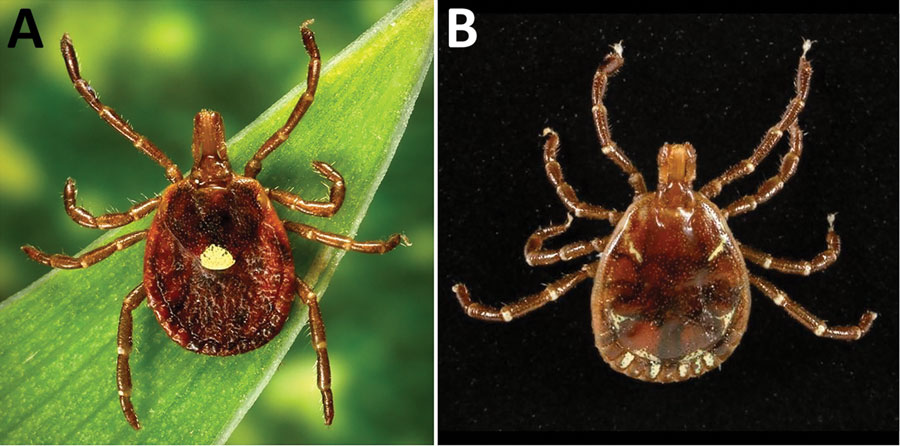 Female (A) and male (B) lone star ticks (Amblyomma americanum). Image credit: Public Health Image Library (https://phil.cdc.gov). 