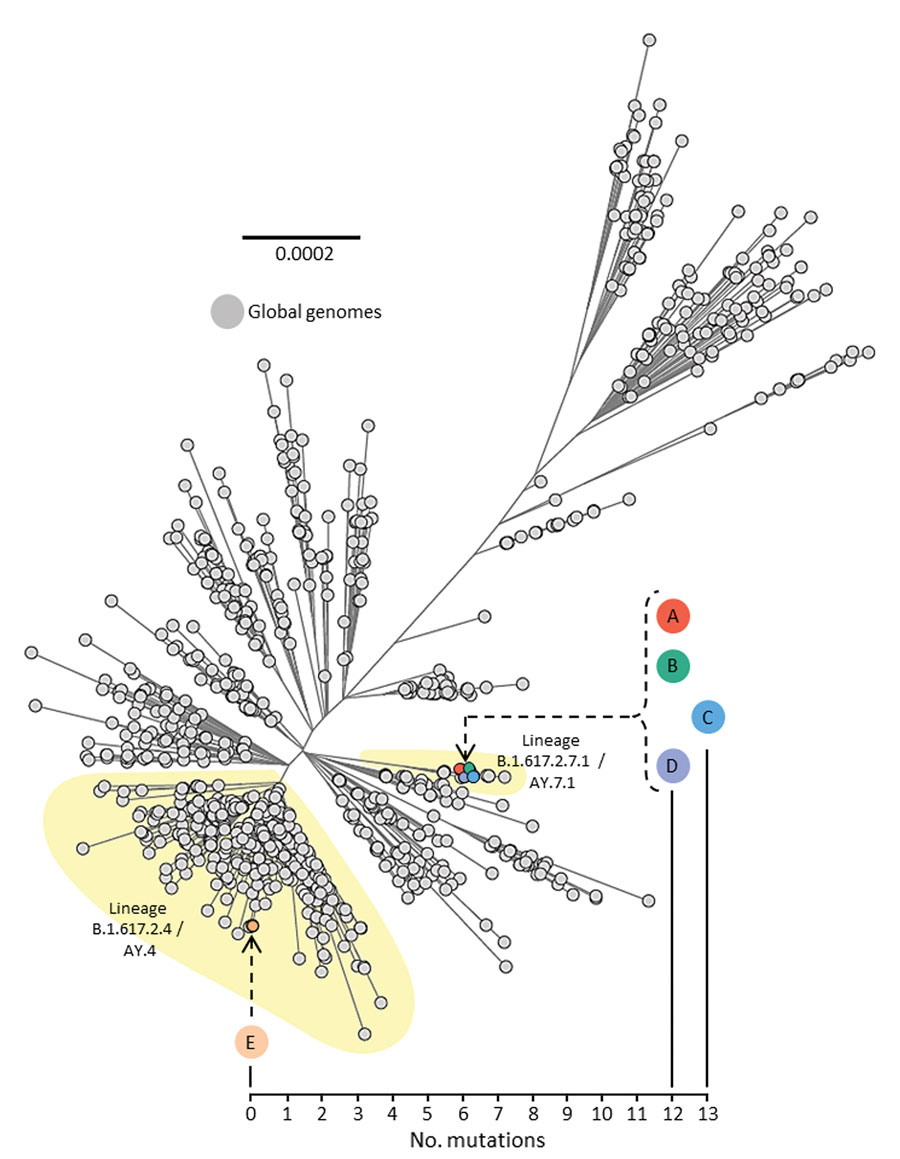 Unrooted maximum-likelihood phylogenetic tree of genomes from severe acute respiratory syndrome coronavirus 2 (SARS-CoV-2) isolated from persons A, B, C, D, and E, implicated in airborne transmission of SARS-CoV-2 Delta variant between separate nonadjacent rooms within a tightly monitored managed isolation facility, New Zealand, set among a background of other lineage B.1.617.2 (Delta variant) genomes sampled from around the world during July 1–14, 2021. Colored circles indicate persons A–E. Person F is not included because they were not infected with SARS-CoV-2 during the timeframe of this investigation. Upper left phylogenetic scale bar indicates number of nucleotide substitutions per site. Lower right scale shows number of mutations (single nucleotide polymorphisms) difference between viral sequences isolated from persons A, B, C, D, and E.