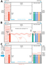 Possible mechanisms of airborne transmission of severe acute respiratory syndrome coronavirus 2 (SARS-CoV-2) Delta variant between separate nonadjacent rooms within a tightly monitored MIF, New Zealand. A) Air flow through rooms when room doors and external windows are closed; rooms are negative pressure and air moves from the corridor into the rooms, exiting by extractor fans. B) Movement of viral aerosols between rooms during episodes of simultaneous door-opening, when negative pressure generated by extractor fans is negated. C) Movement of viral aerosols under room doors, aided by opening of external room windows and outdoor meteorological conditions (wind speed and direction), which can create internal air flows within the building. Colored circles indicate persons A–F. Blue arrows indicate direction of air flow. Different types of infectious particles are annotated in red, with all infectious particles originating from person A. Red arrows indicate direction of movement of infectious particles. Person B is shown opening the door in this example; however, security camera footage could not identify which group member opened the door during the episodes. Security camera footage could not confirm that masks were worn by the persons answering the doors, but wearing of medical masks when opening doors is mandated in the MIF. MIF, managed isolation facility.