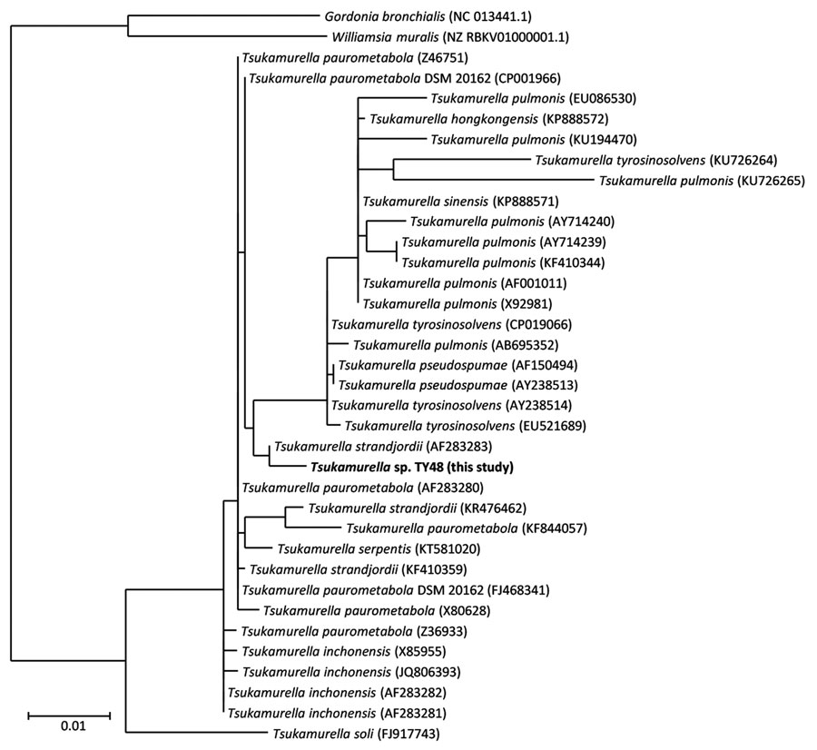 Maximum-likelihood phylogenetic tree constructed by using 16S rRNA sequences of Tsukamurella spp. and other bacterial species. Bold indicates strain isolated in this study. Reference sequences were obtained from SILVA database (4) release 138 as small subunit reference nonredundant 99 sequences, which showed >98.7% identity with strain TY48. GenBank accession numbers are provided for reference sequences. Scale bar indicates nucleotide substitutions per site.