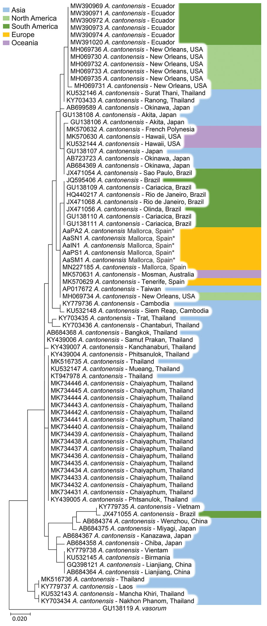 Maximum-likelihood tree showing the phylogenetic position of Angiostrongylus cantonensis rat lungworm cytochrome c oxidase subunit I gene fragments generated in study of infected hedgehogs in Mallorca, Spain, 2018–2020 (asterisks), and reference sequences retrieved from GenBank (accession numbers shown).