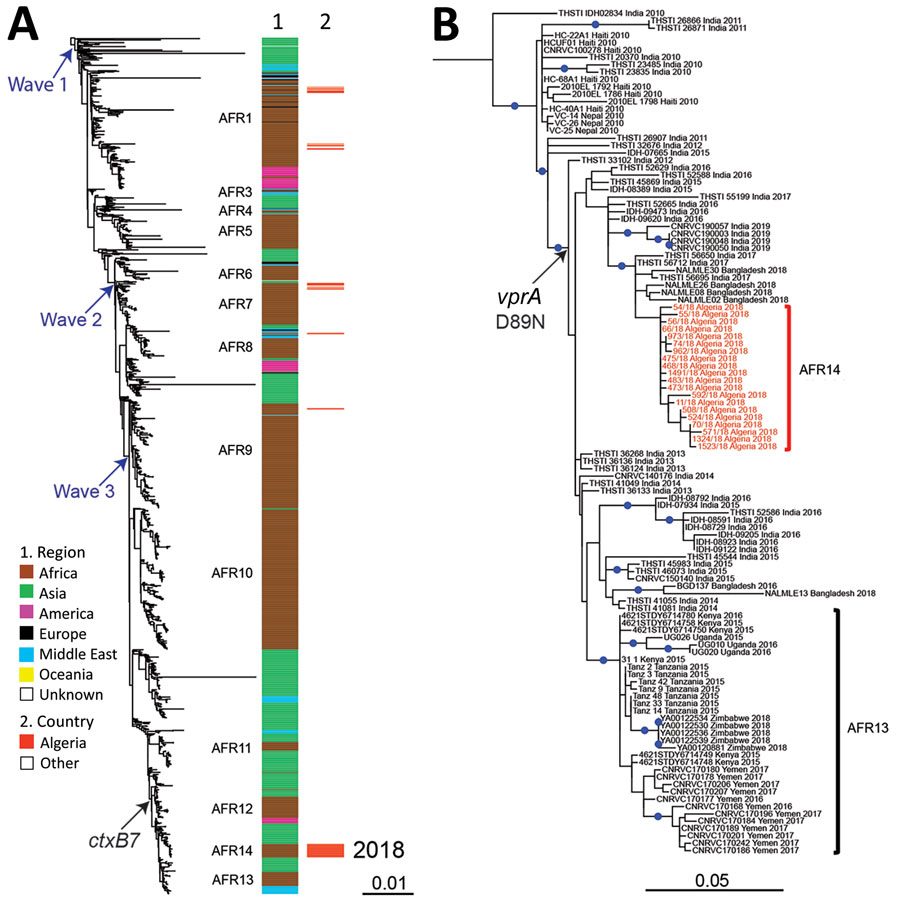 Phylogenomic analyses of Vibrio cholerae O1 El Tor isolates from Algeria, 2018. A) Maximum-likelihood phylogeny for 1,285 seventh pandemic V. cholerae biotype El Tor genomic sequences. A6 was used as the outgroup (Appendix 1, Table 4). Genomic waves and acquisition of ctxB7 allele are indicated. Sublineages previously introduced into Africa (AFR1, AFR3–AFR13) are shown at the right of the tree. Column 1 indicates the geographic origins of the isolates; column 2 indicates isolates from the 2018 cholera outbreak in Algeria, all of which belong to a new seventh pandemic wave 3 sublineage AFR14. B) Maximum-likelihood phylogeny for 115 wave 3 ctxB7 isolates belonging to the distal part of the tree in panel A. N16961 was used as the outgroup (Appendix 1, Table 4). The isolates belonging to AFR14 from the 2018 cholera outbreak in Algeria are shown in red. Acquisition of the polymyxin susceptibility–associated single nucleotide variant in vprA (D89N) is indicated. Blue dots indicate bootstrap values >90%. Scale bars indicate the number of nucleotide substitutions per variable site.