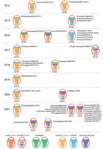 Diversity and prevalence of influenza A(H5N6) viruses isolated from humans, China. Circles represent the corresponding virus genotypes and their times of isolation. Gene segments are ordered as polymerase basic 2, polymerase basic 1, polymerase acidic, hemagglutinin, nucleoprotein, neuraminidase, matrix, and nonstructural from top to bottom within circles. A total of 13 genotypes are listed; the genotype name is shown under each circle. Names of each human H5N6 virus are listed besides the genotype to which they belong. To illustrate the history of reassortant events, segments in descendant viruses are colored according to their corresponding source viruses on the bottom line.