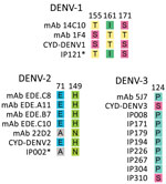 Amino acid mismatch comparison between 2017 Burkina Faso dengue virus outbreak genomes and virus neutralizing human mAbs for the 3 dengue virus serotypes. The amino acid changes presented are expected to disrupt binding between the envelope protein and heavy chain of the monoclonal antibodies. Dengvaxia vaccine amino acid included for comparison. Asterisk indicates all of the 2017 Burkina Faso dengue virus outbreak genomes share the same amino acid at that position. Numerals represent the E protein amino acid position. CYD, Dengvaxia vaccine; DENV-1, dengue virus serotype 1; DENV-2, dengue virus serotype 2; DENV-3, dengue virus serotype 3; E, envelope; mAb, monoclonal antibody.