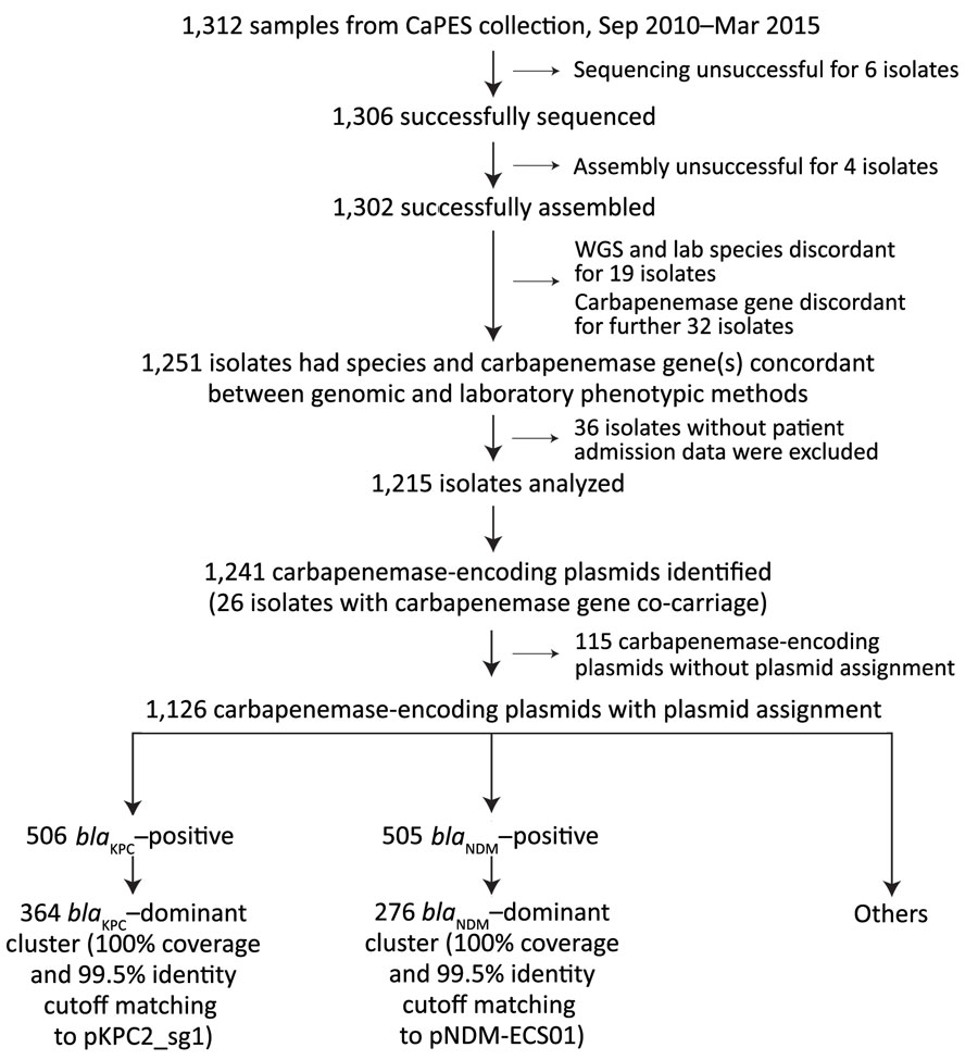 Flowchart of steps used for identifying dominant carbapenemase-encoding plasmids in clinical Enterobacterales isolates and hypervirulent Klebsiella pneumoniae, Singapore. We collected 1,312 samples available in the CaPES collection and analyzed 1,215 whole-genome sequenced samples. We identified 2 dominant clusters with large numbers of carbapenemase-encoding plasmids; the blaKPC–dominant cluster comprised pKPC2 plasmids and the blaNDM–dominant cluster pNDM1 plasmids. CaPES, Carbapenemase-Producing Enterobacteriaceae in Singapore (CaPES) (Enterobacteriaceae is the former name of Enterobacterales); WGS, whole-genome sequencing.