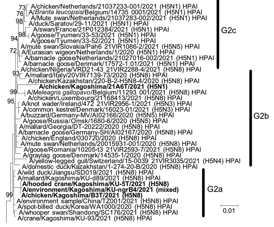 Phylogenetic tree of hemagglutinin genes of genetic group 2 (G2) of highly pathogenic avian influenza A(H5N1/H5N8) viruses isolated on the Izumi Plain, Japan, in November 2021. We phylogenetically analyzed the nucleotide sequences of the genes from A/environment/Kagoshima/KU-ngrB4/2021 (mixed), A/chicken/Kagoshima/21A6T/2021 (H5N1), A/chicken/Kagoshima/B3T/2021 (H5N8), and A/hooded crane/Kagoshima/KU-5T/2021 (H5N8) with representative counterparts by using the maximum-likelihood method with a bootstrapping set of 1,000 replicates. Bold text indicates viruses isolated in this study. Bootstrap values >70% are shown at the nodes. Scale bar indicates the number of nucleotide substitutions per site. HPAI, highly pathogenic avian influenza; LPAI, low pathogenicity avian influenza.