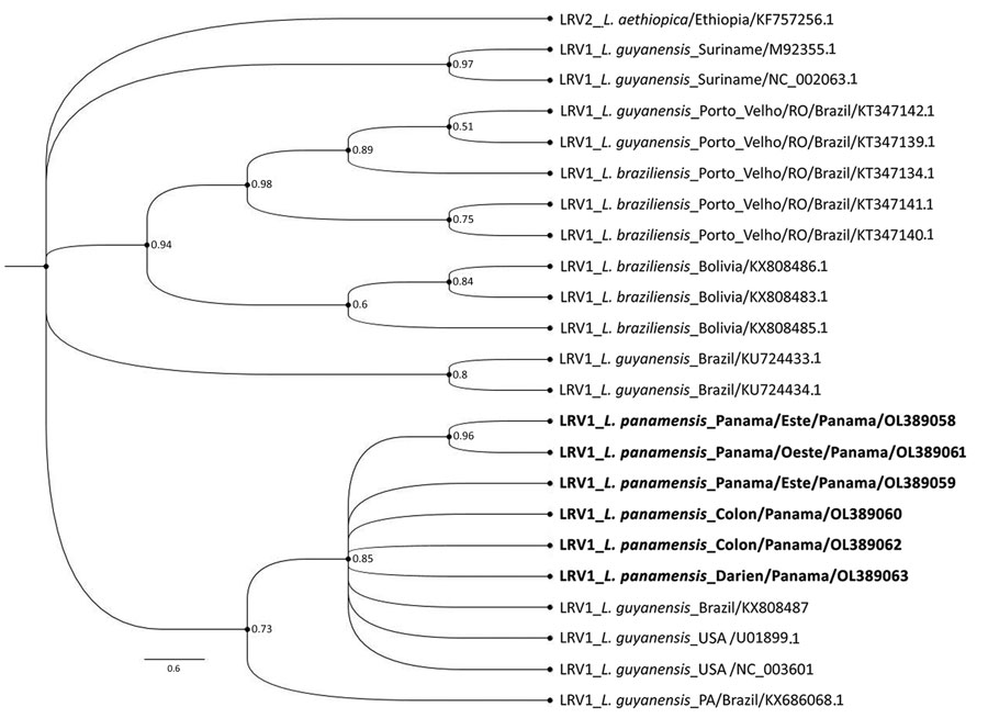Phylogenetic analysis of Leishmania RNA virus 1 isolates analyzed in Panama, 2014–2018, and reference isolates. A phylogenetic tree reconstruction was implemented, applying Bayesian inference with the general time reversible plus gamma 4 plus invariate sites model using MrBayes version 3.2.6 phylogenetic software (https://nbisweden.github.io/MrBayes). Boldface indicates sequences obtained in this study, which are in the same clade with reference sequences from Leishmania (Viannia) panamensis isolates, mostly from Brazil. Numbers at each node represent clade credibility values. GenBank accession numbers are provided. Scale bar indicates substitutions per site.