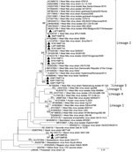 Phylogenetic analysis of flaviviruses using NS5 gene sequences in survey of West Nile and Banzi viruses in mosquitoes, South Africa, 2011–2018. Maximum likelihood analysis was used to identify flaviviruses found in mosquitoes after partial sequencing of the flavivirus NS5 gene region (226 nt, Kimura 2-parameter model plus gamma distribution plus proportion of invariable sites). Sequence data were edited by using CLC Main Workbench version 8.0.1 (QIAGEN, https://www.qiagen.com). Reference genomes were downloaded from GenBank. Multiple sequence alignments were created by using MAFFT (https://mafft.cbrc.jp/alignment/server/index.html) with default parameters. Phylogenetic analysis was performed by using MEGA X software (MEGA, https://www.megasoftware.net) with bootstrap support for network groupings calculated from 1,000 replicates. Bootstrap values (>70%) are displayed on branches. GenBank accession numbers for newly sequenced virus strains: OL411950 (KYA11MP13 isolate), OL411951 (GAU11MP26 isolate), OL411952 (KYA14MP133 isolate), OL411953 (KYA14MP134 isolate), OL411954 (LAP14MP394 isolate), OL411955 (MAR15MP18 isolate), OL411956 (LAP13MP22 isolate), OL411957 (KNP17MP714 isolate), OL411958 (KNP17MP720 isolate), OL411959 (KNP17MP718 isolate), OL411960 (KYA11MP11 isolate), OL411961 (LAP13MP25 isolate), and OL411962 (LAP13MP26 isolate). Solid black triangles are new viral sequences that were detected in mosquitoes in this study. Scale bar indicates nucleotide substitutions per site.