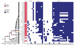 Single-linkage hierarchical clustering tree of enteroaggregative Shiga toxin–producing Escherichia coli O104:H4 from the Netherlands and reference sequences. Tree results from core- and accessory-genome multilocus sequence typing with a heatmap indicating presence or absence of stx-encoding bacteriophage, plasmids, resistance, and virulence genes. Only genes present in at least 1 isolate are depicted. Colored isolates are those added during this study: green indicates the patient isolate from the Netherlands in 2020, purple the pork isolate from the Netherlands in 2017, blue the patient isolate from the Netherlands in 2019, orange the patient isolate from Austria in 2021. The stacked bar plots on a few selected branches in the tree indicate the likelihood at the downstream nodes of having contained an stx-encoding phage (black: absence, pink: presence). Lane 1, IncFII(prSB107); lane 2, IncB/O/K/Z; lane 3, IncFIB(AP001918); lane 4, IncFII; lane 5, Col(BS512); lane 6, Incl1-l(Alpha); lane 7, tet(B); lane 8, blaCTM-M-15; 9, tet(A); lane 10, aph(3′′)-lb, aph(6)-id, sul2; lane 11, dfrA7; lane 12, qacE, sul1; lane 13, blaTEM-1B; lane 14, formA, mdf(A); lane 15, traT; lane 16, agg3A, agg3D; lane 17, agg3B, agg3C, astA; lane 18, iss; lane 19, celb; lane 20, aadA1, aadA2b, ant(3′′)-la blaOXA-1, catA1, eatA; lane 21, ireA; lane 22, hra; lane 23, neuC; lane 24, gad; lane 25, mchB; lane 26, mchC; lane 27, stx2A, stx2B; lane 28, aaiC, capU, iucC, lpfA; lane 29, terC; lane 30, aatA; lane 31, ORF3; lane 32, ORF4; lane 33, aap; lane 34, aggR; lane 35, aar; lane 36, afaD; lane 37, aggA, aggB, aggC, aggD, sepA; lane 38, mchF; lane 39, iha; lane 40, iutA, pic, sigA; lane 41, fyuA; lane 42, irp2. ESBL, extended spectrum β-lactamase; ORF, open reading frame.