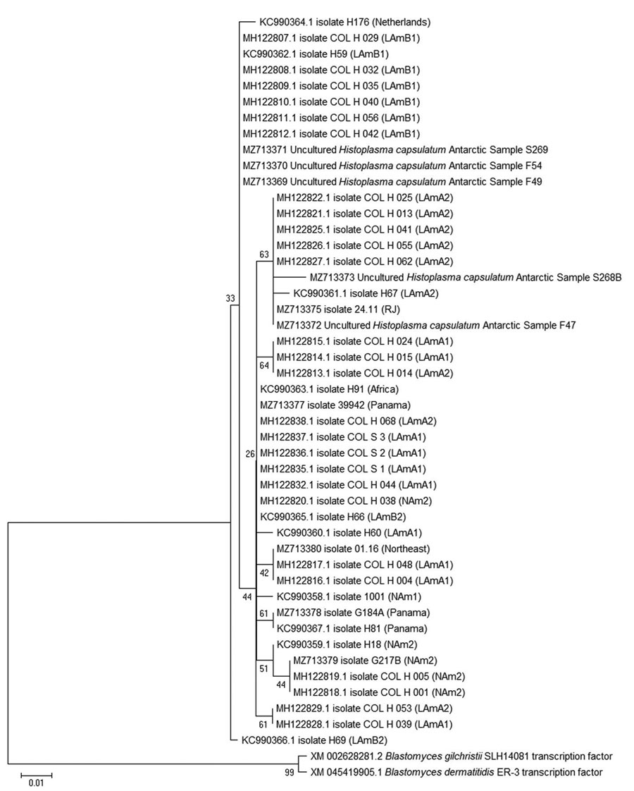 Phylogenetic tree based on the 100-kDa–like protein partial gene sequences of Histoplasma capsulatum from Antarctica. The evolutionary history was inferred by using the maximum-likelihood method in in MEGA X software (https://www.megasoftware.net). This analysis involved 46 sequences: 5 from Antarctica samples and 41 representing geographic lineages of H. capsulatum in addition to the closest non-Histoplasma sequences (Blastomyces spp.) downloaded from GenBank (accession numbers shown). The bootstrap percentage of trees in which the associated taxa clustered together is shown next to the branches. Scale bar indicates the number of substitutions per site.