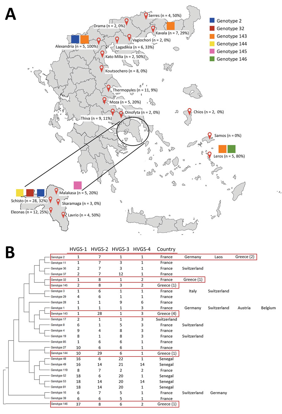 Results of stool sample tests for Tropheryma whipplei from migrant children 0–12 years of age from 20 hotspots throughout Greece. A) Defined hotspots throughout Greece, showing numbers and percentages of T. whipplei recovered from each location and distribution of different genotypes. B) Phylogenetic diversity of 6 genotypes of T. whipplei obtained from migrants (red boxes). Phylogenetic tree was constructed by using the maximum-likelihood method based on the Tamura 3-parameter substitution model. Sequences from the 4 HVGSs were concatenated. Noted next to the genotypes are the countries in which they have been previously detected. Numbers in parentheses note positive test results for children based on each genotype found in Greece. HVGS, highly variable genomic sequence.