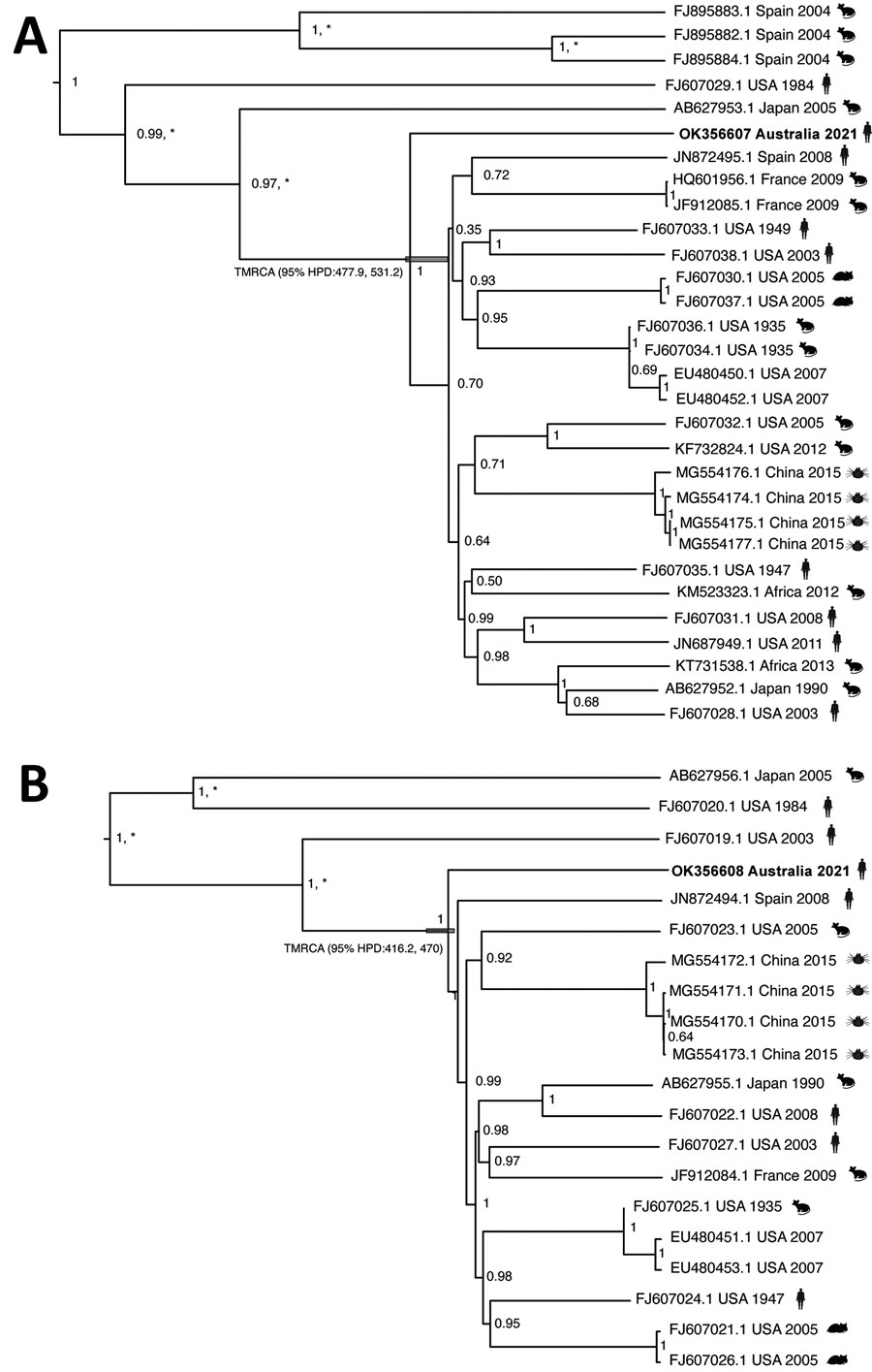 Phylogenetic relationships of a strain of lymphocytic choriomeningitis virus from a man in Australia and the broader lymphocytic choriomeningitis virus phylogeny. Tips are labeled with GenBank sequence accession number, country of origin, year of collection, and host (mice, hamsters, humans, ticks). Trees were generated by using BEAST 1.10.4 (9) to estimate the time to the most recent common ancestor between the novel virus sequence and its closest phylogenetic relative. We used the Hasegawa-Kishino-Yano plus gamma substitution model with a strict clock and an exponential growth coalescent tree prior. Because the dataset exhibits high sequence divergence, we calibrated the molecular clock by using previous independent estimates of the substitution rate, with a fixed clock rate for the long segment of 3.7 × 10–4 substitutions/site/year and 3.3 × 10–4 substitutions/site/year for the short segment (10). Highest clade credibility tree of the short segment (GenBank accession no. OK356607) sequences (n = 29) (A) and highest clade credibility tree of the long segment (GenBank accession no. OK356608) sequences (n = 19) (B). Node labels denote the posterior support, and an asterisk represents a bootstrap percentage of >70% support for a specific clade, using 1,000 ultra-fast bootstrap replicates in a maximum-likelihood tree approach using IQ-TREE2 (11). The 95% highest posterior density for the divergence time before present of the Australia sample is annotated in the respective node.