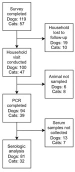 Flowchart indicating serologic and PCR sampling for study of household transmission of SARS-CoV-2 from humans to pets, Washington and Idaho, USA. Of 119 dogs and 57 cats corresponding to 105 households that had completed surveys, PCR testing was complete for 94 dogs and 39 cats, and serologic testing was complete for 81 dogs and 32 cats. The remaining pets were not sampled because of safety concerns.
