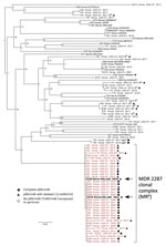 Whole-genome phylogenetic analysis of Rhodococcus equi and its multidrug-resistant 2287 clone. Asterisk indicates strain 103S used as reference genome (GenBank accession no. FN563149). For analysis we used 92 R. equi genome sequences including 68 macrolide-resistant and -susceptible equine isolates from the United States and 22 global strains from a previously reported R. equi diversity set (14) (italics). Macrolide-resistant isolates include 36 members of the MDR-RE 2287 clonal complex (red text) as well as isolates representing spillages of the pRErm46 plasmid to other R. equi genotypes (8,10). Arrows indicate the 2 MDR-RE 2287 isolates from Ireland. Labels indicate geographic origin, year of isolation, and resistance phenotype when applicable (MRR, macrolide and rifampin resistance; MR, macrolide resistance; RR, rifampin resistance). Symbols indicate pRErm46 carriage in macrolide-resistant isolates, described in the key; open circles indicate MDR-RE isolates where pRErm46 has been lost after transposition of the TnRErm46 element to the host genome (8). Numbers at nodes indicate bootstrap values for 1,000 replicates. Tree was drawn with FigTree (http://tree.bio.ed.ac.uk/software/figtree). 