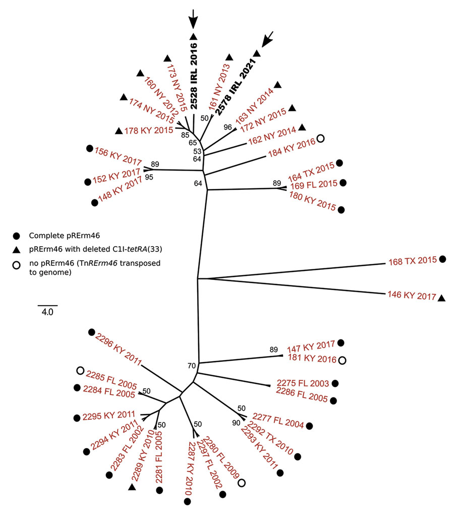 Unrooted maximum-likelihood tree of multidrug-resistant Rhodococcus equi 2287 clonal complex showing the relationships of the isolates from Ireland (arrows). Whole-genome phylogeny inferred from 45 parsimony informative sites using SNIPPY (https://github.com/tseemann/snippy) and IQ-tree (http://www.iqtree.org) for tree reconstruction. Best-fit model was selected by IQ-tree’s ModelFinder module. Bootstrap values >50 are shown. The genome of the prototype MDR-RE 2287 isolate PAM2287 (National Center for Biotechnology Information assembly accession no. GCA_002094405.1) was used as a reference for SNP calling.  Labels indicate isolate name, geographic origin (FL, Florida; IRL, Ireland, KY, Kentucky; NY, New York; TX, Texas), and year of isolation. Symbols indicate pRErm46 plasmid type. Tree was drawn with FigTree (http://tree.bio.ed.ac.uk/software/figtree). 