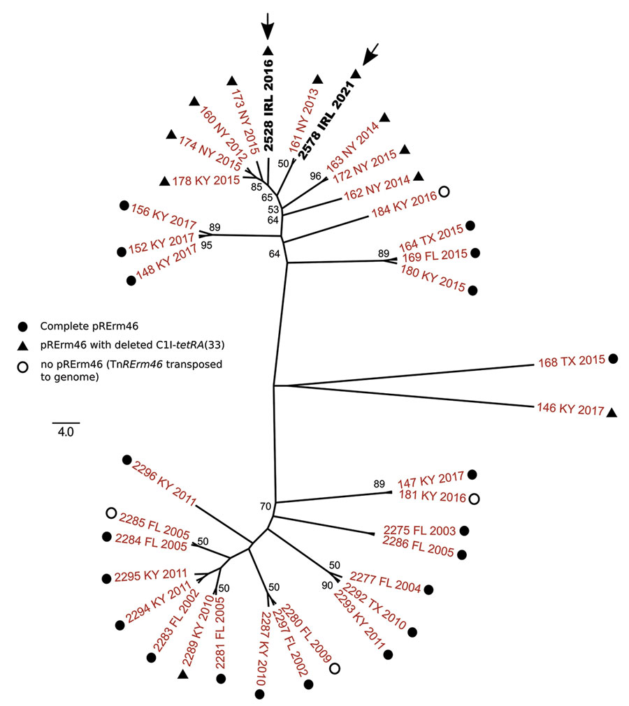 Unrooted maximum-likelihood tree of multidrug-resistant Rhodococcus equi 2287 clonal complex showing the relationships of the isolates from Ireland (arrows). Whole-genome phylogeny inferred from 45 parsimony informative sites using SNIPPY (https://github.com/tseemann/snippy) and IQ-tree (http://www.iqtree.org) for tree reconstruction. Best-fit model was selected by IQ-tree’s ModelFinder module. Bootstrap values >50 are shown. The genome of the prototype MDR-RE 2287 isolate PAM2287 (National Center for Biotechnology Information assembly accession no. GCA_002094405.1) was used as a reference for SNP calling. Labels indicate isolate name, geographic origin (FL, Florida; IRL, Ireland, KY, Kentucky; NY, New York; TX, Texas), and year of isolation. Symbols indicate pRErm46 plasmid type. Tree was drawn with FigTree (http://tree.bio.ed.ac.uk/software/figtree).