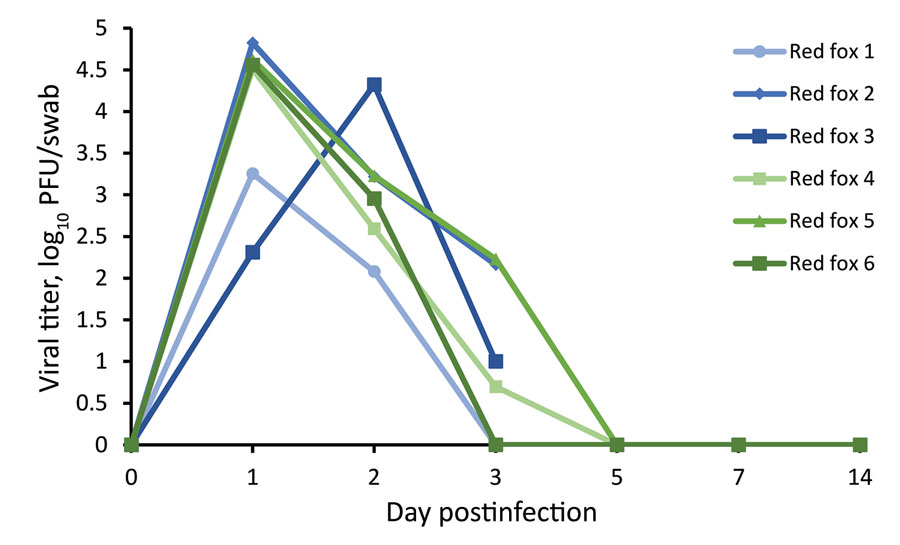 Oropharyngeal shedding of SARS-CoV-2 by red foxes (Vulpes vulpes) experimentally infected with SARS-CoV-2 as detected by plaque assay. Red foxes 1, 2, and 3 were euthanized at 3 days postinfection. PFU, plaque-forming unit.