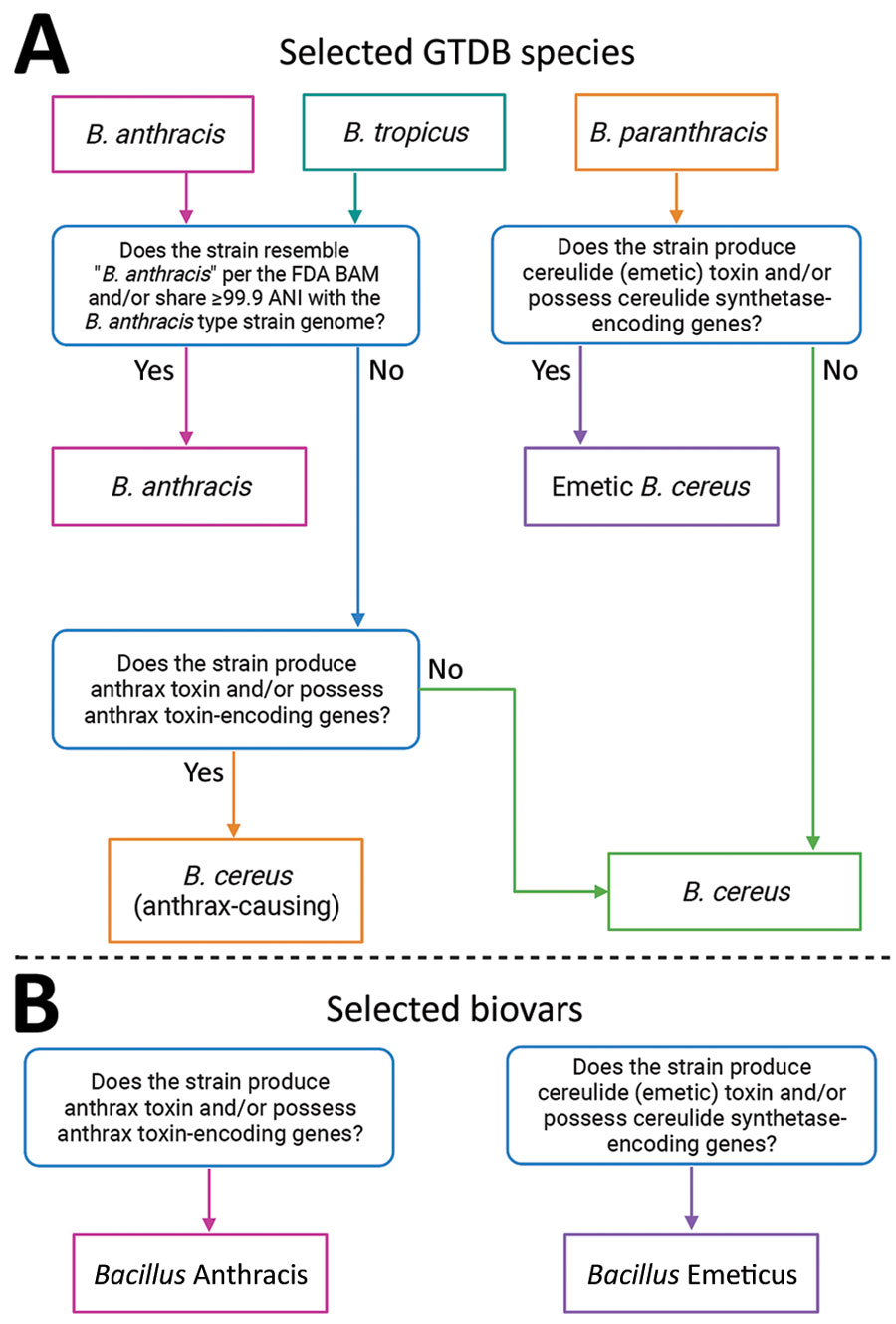 Flowcharts of Bacillus species and biovar name assignments. A) Flowchart depicting how 3 Bacillus species names assigned using GTDB releases R95 and R202 can be translated to historically important or colloquial names for B. cereus group species, as outlined in the US FDA’s BAM (5). B) Chart depicting how anthrax and cereulide (emetic) toxin-producing strains can be referred to using a previously proposed standardized collection of B. cereus group biovar terms (6). Figure was created using BioRender.com. ANI, average nucleotide identity; BAM, Bacteriological Analytical Manual; FDA, Food and Drug Administration; GTDB, Genome Taxonomy Database.  