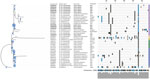 Maximum-likelihood phylogenic tree of endosymbiont Candidatus Midichloria mitochondrii clades detected with tickborne pathogens in humans exposed to tick bites, Italy, 2021. The tree corresponds to the IQ-TREE (http://www.iqtree.org) inferred from 38 partial (202 bp) DNA sequences with 28.7% of informative sites by using the Kimura 3-parameter model with empirical frequencies plus regression (TPM3+F+R2) model under 1,000 bootstrap replicates and maximum-likelihood method. Accession numbers and species name are indicated at the tip of each branch. Bold blue text indicates sequences amplified in the study area. The tree includes 123 query sequences representing all 16S rRNA entries from GenBank (blue circles on left) placed at the branch and leaf nodes by using the APPLES algorithm (https://github.com/balabanmetin/apples). The ClustalX (http://www.clustal.org/clustal2) sequence alignment viewer of the informative sites from the 16S rRNA alignment and their 50% consensus are shown. Colored column at far right denotes taxonomic annotation; purple indicates clade A, blue indicates clade B, green indicates clade C, yellow indicates clade D, green indicates clade E, gray indicates outgroup. Ca., Candidatus.