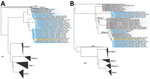 Phylogenetic analysis of all available full-length Crimean-Congo hemorrhagic fever (CCHF) small (A) and medium (B) segments from GenBank. Orange shading indicates sequence from 16-year-old girl in 2022; blue shading indicates past sequences from Uganda; gray shading indicates non-Uganda sequences. Major clades are labeled according to Balinandi et al. (6). Nodes with bootstrap support >70% are labeled in red. GenBank accession numbers are OL690430–1. 