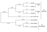 Genetic relationships and molecular epidemiology of Blastomyces gilchristii clusters, Minnesota, USA. We performed whole-genome sequencing of isolates from 4 patients in Minnesota who had Blastomyces gilchristii infections and compared the sequences with 3 publicly available B. dermatitidis isolates (National Center for Biotechnology Information run nos. SRR11849827, SRR11849828, SRR11849829). We analyzed single-nucleotide polymorphisms (SNPs) using the MycoSNP version 0.19 analytical workflow (https://github.com/CDCgov/mycosnp). We used the genome assembly data for B. gilchristii strain SLH14081 from GenBank (accession no. GCA_000003855.2) as a reference. Neighbor-joining tree shows the genetic relationships between cluster A and B, which each comprised isolates from 2 patients, the B. gilchristii reference strain, and B. dermatitidis isolates. Numbers represent the SNPs for each strain. Ref., reference.