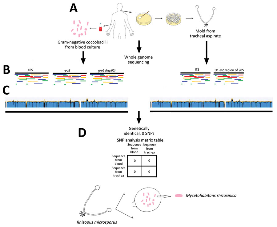 Whole-genome sequencing analysis of bacterial and fungal isolates (A) in a 65-year-old woman with multiple myeloma undergoing chimeric antigen receptor T-cell therapy, California, USA. The bacteria were identified as Mycetohabitans rhizoxinica with >99% identity in all 3 full-length marker genes compared with the reference organism (B, left side). The mold was identified as Rhizopus microsporus with >99% identity in the ITS gene and the D1–D2 region of the 28S gene compared with a reference organism (B, right side). Whole-genome sequences of the bacteria from blood (C, left side) revealed whole-genome coverage 94.0% and pairwise identity 95.5% with sufficient mean coverage of 298×. Whole-genome sequence of the mold from tracheal aspirate (C, right side) aligned to reference bacterial whole-genome sequence showed whole-genome coverage 94.1% and pairwise identity 95.8%, with sufficient mean coverage of 75×. The bacteria inside the mold from the trachea were genetically identical to the bacteria from the blood, as shown by the SNP analysis (D). ITS, internal transcribed spacer; SNP, single nucleotide polymorphism.