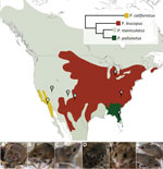 Geographic distribution of Peromyscus mouse species represented in a serologic analysis of serum samples from experimentally infected peromyscine rodents. Pins indicate collection sites of colony founders: P. californicus (A), P. leucopus (B), P. maniculatus bairdii (C), P. maniculatus rufinus (D), P. maniculatus sonoriensis (E), and P. polionotus (F). Inset shows phylogenetic relationships with evolutionary distances estimated by Miller and Engstrom (5). Map adapted from Bedford and Hoekstra (6).