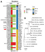 Detection of recombinant BA.1/BA.2 SARS-CoV-2 virus in arriving travelers, Hong Kong, China, February 2022. A) Mapping of BA.1- and BA.2-specific SNPs against the reference sequence genome (Genbank accession no. MN908947.3). Red boxes indicate BA.1-specific SNPs and green boxes indicate BA.2-specific SNPs found in samples from P1 and P2; the corresponding AA changes of these SNPs also are indicated. Red arrow indicates the putative breaking point. B) Phylogeny of viral RNA sequences at the 5′ and 3′ ends to the putative breakpoint. The maximum-likelihood tree was generated by using IQ-TREE (http://www.iqtree.org) and the transition plus empirical base frequencies plus proportion of invariable site nucleotide substitution model with Wuhan-Hu-1 (GenBank accession no. MN908947.3) as the outgroup. References sequences are shown with GISAID (https://www.gisaid.org) or GenBank accession numbers. Red node points show strongly supported branches as detected by SH-aLRT and ultrafast bootstrap values. Scale bar indicates nucleotide substitutions per site. AA, amino acid; BA, BA.1/BA.2 recombinant; G, gene; M, membrane; N, nucleocapsid; ORF, open reading frame; P1, patient 1; P2, patient 2; S, spike; SNP, single-nucleotide polymorphism. 