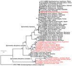 Maximum-likelihood estimate of the phylogenetic position of a Spirometra mansoni tapeworm collected from a crab-eating fox (Cerdocyon thous) in Colombia. Red indicates specimens from South America; bold indicates newly characterized S. mansoni from this report. Names of the 3 species-level lineages of Spirometra in South America are indicated; GenBank numbers are provided. Nodal support values show standard bootstrap supports >50. Scale bar indicates number of substitutions per site. 