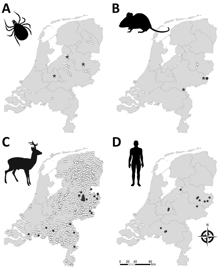 Geographic distribution of tick-borne encephalitis virus (TBEV) in the Netherlands based on sampling of ticks (A), rodents (B), roe deer (C), and reported human (D) tick-borne encephalitis cases. Stars indicate TBEV RNA–positive tick pools or rodent samples. Closed circles indicate serum samples that tested positive in TBEV serum neutralization tests. White circles indicate negative test results. Data for roe deer were reproduced from Rijks et al. (14) with permission. Maps were constructed with Arc-GIS software (ESRI, https://www.esri.com).