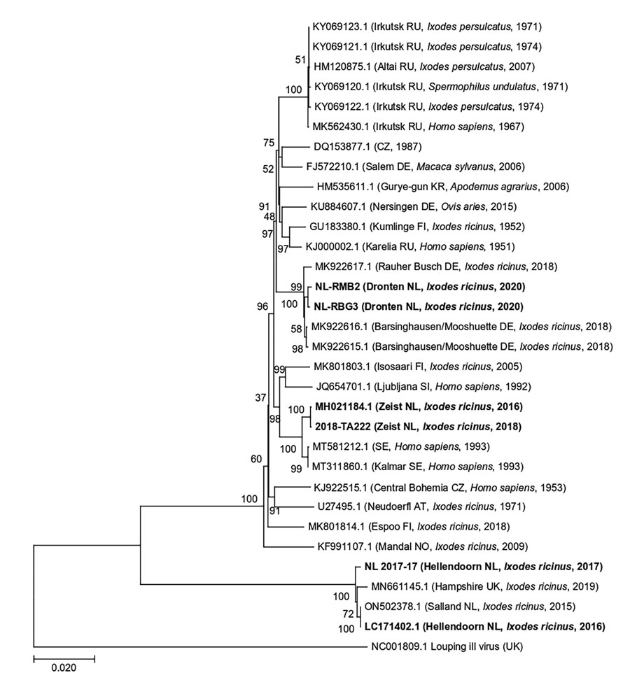 Maximum-likelihood phylogenetic tree of polyprotein sequences obtained from tick-borne encephalitis virus RNA–positive Ixodes ricinus ticks collected from 3 locations in the Netherlands during 2016–2020 (in bold). Additional published sequences obtained from GenBank are included for reference. Louping ill virus is used as the outgroup. Sample ID or GenBank accession numbers are indicated for each sequence, with location in brackets (if known) and country code, original isolation source, and collection year of each sample. Numbers next to each branch indicate the percentage of trees resulting from bootstrapping on the basis of 1,000 pseudoreplicate datasets for which the associated taxa clustered together. Scale bar represents the percentage of genetic variation along tree branches.