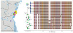 Bayesian inference of the phylogenetic relationship between phages and mutation patterns in the Democratic Republic of the Congo and ICP1 (Bangladesh cholera phage 1) patterns from Asia. Sampling locations of ICP1 strains from DRC are shown on the map. Each sampling location is coded by color and number, also indicated at the tip of the maximum clade credibility tree (exact locations in Appendix Table 2). The tree branches are scaled in time, and the circle tip points are colored by the location of origin, as indicated in the key. Circles in internal node indicate posterior probability support >0.9. To the right of the MCC tree, the genomic composition of each isolate is displayed: red, adenine; green, cytosine; yellow, guanine; and blue, thymine. White spaces indicate gaps at that location in the genome.