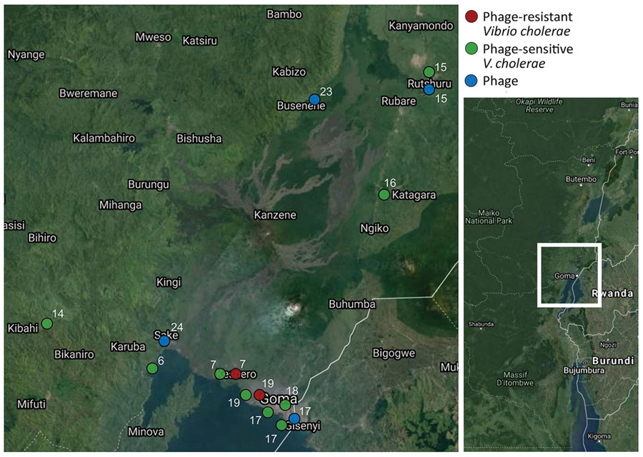 Sampling locations of phages and phage-resistant or sensitive Vibrio cholerae isolates in the Democratic Republic of the Congo. Each sampling location is coded by color (key) and number, which also appear at the tips of the maximum clade credibility tree in Figure 4 for comparison. Inset shows location of sampling area in the Democratic Republic of the Congo.