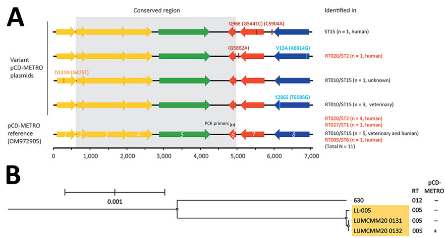 Comparison of pCD-METRO open reading frames and phylogenetic analysis in study of sequence-based identification of metronidazole-resistant Clostridioides difficile isolates. A) Linear maps compare the open reading frames (ORF)1–8 of the pCD-METRO reference sequence (identical to the RT005 plasmid) with variant pCD-METRO sequences, including the ST15 isolate from the United States (top). No ribotyping information was available for the ST15 isolate, but it should be noted that RT010 isolates belong to the same sequence type. Amino acid substitutions and nucleotide substitutions (in parentheses) are indicated above the ORFs. Colors indicate the location of putative mobilization genes (yellow), a replication gene (green), an integrase gene (blue), and genes encoding other functions (red) in the ORFs (3). The invariant regions are indicated by gray shading, and the binding location of the oBH1/2 primer set is shown in ORF6. The primer set is used for national sentinel surveillance and diagnostics of C. difficile infections in the Netherlands. Toxigenic RT/STs are indicated in red font and were all derived from symptomatic patients with C. difficile infections. Where available, the source (human/veterinary) is indicated. Isolate 1143 from Brazil was not included in this figure because no sequence information was available. B) Phylogenetic tree generated using IQ-TREE (10) and Roary (11) to show the relatedness between 2 RT005 patient isolates (LUMCMM20 0131 and LUMCMM20 0132) compared with the 2 reference strains LL-005 (RT005) and 630 (RT012). The tree is rooted on strain 630, and RT005 isolates are highlighted in yellow. Only the LUMCMM20 0132 isolate was positive for pCD-METRO. Scale bar indicates nucleotide substitutions per site. RT, ribotype; ST, sequence type.