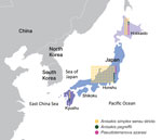 Anisakiasis patient number and causative species analyzed in study of anisakiasis in Japan, 2018–2019. Three geographic locations in Japan are noted: Hokkaido Island (North Japan), Honshu and Shikoku Islands (Central Japan), and Kyushu Island (Southwest Japan). Each dot indicates 1 patient, and color indicates the anisakiasis-causing species. Identifications were made at the sibling species level by using PCR and sequencing.
