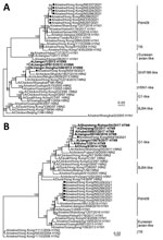 Phylogenetic tree of polymerase basic 1 (A) and matrix (B) gene sequences of swine influenza viruses from China and reference sequences. Bold indicates human H7N9 and H10N8 sequences. Viral sequences generated in this study (black circles) and those downloaded from public domains (Appendix Table) were aligned by using Muscle version 3.8 (http://www.drive5.com/muscle). Phylogenetic trees were constructed by IQ-TREE 1.6.12 (http://www.iqtree.org) by using the generalized time reversible plus gamma model. Major animal viral lineages are as shown. Bootstrap values ≥80% are shown. Scale bar indicates estimated genetic distance.