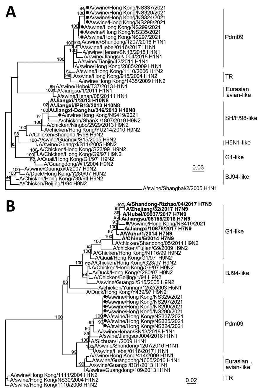 Phylogenetic tree of polymerase basic 1 (A) and matrix (B) gene sequences of swine influenza viruses from China and reference sequences. Bold indicates human H7N9 and H10N8 sequences. Viral sequences generated in this study (black circles) and those downloaded from public domains (Appendix Table) were aligned by using Muscle version 3.8 (http://www.drive5.com/muscle). Phylogenetic trees were constructed by IQ-TREE 1.6.12 (http://www.iqtree.org) by using the generalized time reversible plus gamma model. Major animal viral lineages are as shown. Bootstrap values ≥80% are shown. Scale bar indicates estimated genetic distance.