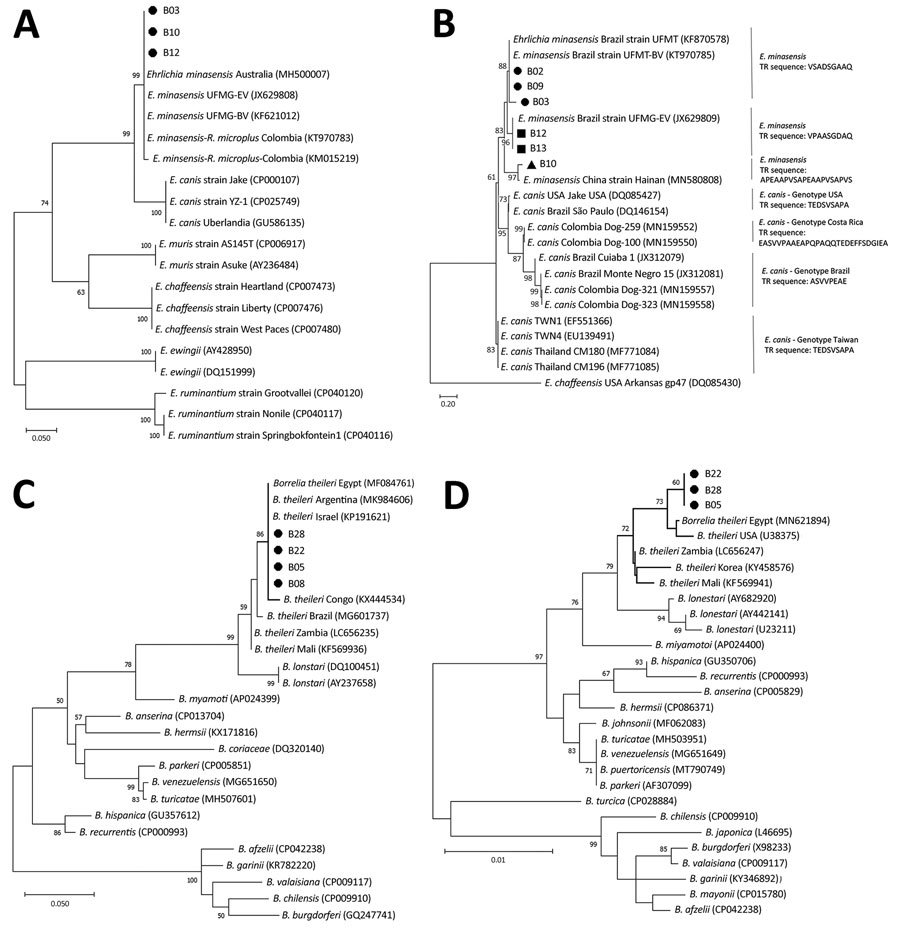 Phylogenetic analysis of emerging tickborne bacteria in cattle from Colombia. Phylogenetic trees are shown for dsb genes (A), Trp36 proteins (amino acid sequences) (B), flaB genes (C), and 16S rRNA genes (D). We performed PCR on blood samples from cattle in El Tambo and Santander de Quilichao, Cauca department, Colombia to detect dsb and trp36 genes for Ehrlichia sp.; flaB and 16S rRNA genes for Borrelia sp.; and rpoB, msp4, and msp1a genes for Anaplasma sp. We generated phylogenetic trees using the maximum-likelihood method and Tamura 3-parameter model with a gamma distribution parameter of 0.28 to compare evolutionary relationships between our sequences and publicly available sequences from Genbank (accession numbers indicated on trees). We applied bootstrap tests using 1,000 replicates; bootstrap values are shown at key nodes. The ●, ■, and ▲ symbols represent the differential clustering of sequences obtained in this study. Scale bars indicate nucleotide substitutions per site.