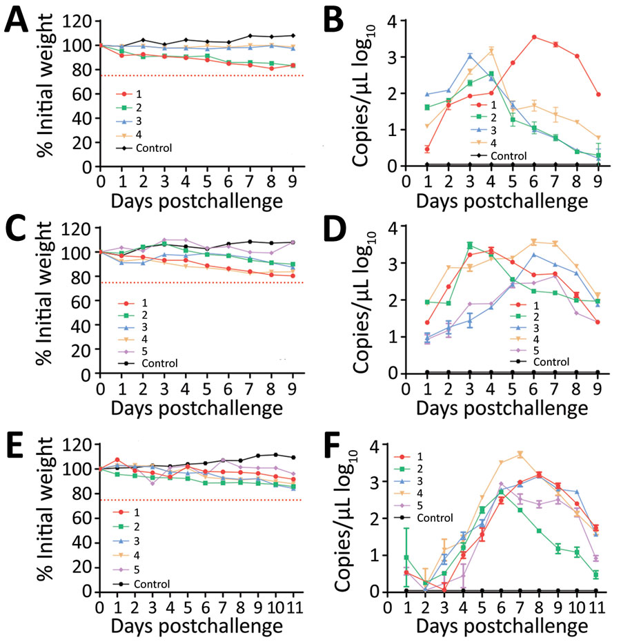 Severe fever with thrombocytopenia syndrome virus (SFTSV) viremia in experimentally infected Erinaceus amurensis and Atelerix albiventris hedgehogs in study of hedgehogs as amplifying hosts of SFTSV in China. A) Weight change in E. amurensis hedgehogs after intraperitoneal inoculation. B) Viremia in E. amurensis hedgehogs after intraperitoneal inoculation. C) Weight change in A. albiventris hedgehogs after intraperitoneal inoculation. D) Viremia in A. albiventris hedgehogs after intraperitoneal inoculation. E) Weight change in A. albiventris hedgehogs after subcutaneous inoculation. F) Viremia in A. albiventris hedgehogs after subcutaneous inoculation. Hedgehogs were challenged by intraperitoneal or subcutaneous inoculation with 4 × 106 FFU of SFTSV Wuhan strain and then monitored for weight change and viremia, tested by real-time PCR as RNA copies/μL of serum. Control was mock infected with phosphate buffered saline solution. Error bars indicate SDs. 